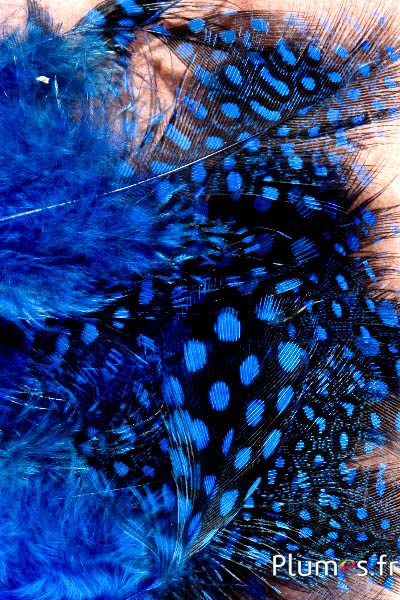 Pintade de Numidie - 3-6 cm - bleu